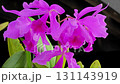Beautiful purple orchid flowers in the garden. 131143919