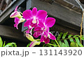 Hanging beautiful purple orchid flowers. 131143920