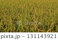 Golden ears of ripened rice, rice field. 131143921