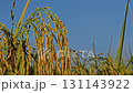 Rice fields with ripe golden ears. 131143922