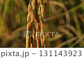 Rice fields with ripe golden ears. 131143923