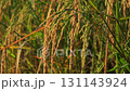 Rice fields with ripe golden ears. 131143924