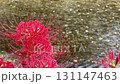 Red spider lilies and the Koma River 131147463