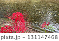 Red spider lilies and the Koma River 131147468