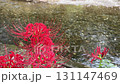 Red spider lilies and the Koma River 131147469