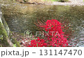 Red spider lilies and the Koma River 131147470