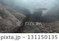 清流を泳ぐ天然鮎 清流を泳ぐ天然鮎 131150135