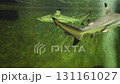 Sharks Swimming in Greenish Aquarium Tank with Water Reflections and Fish 131161027