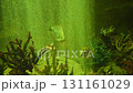 Underwater Aquarium with Fish, Coral, Bubbles, and Green Light Creating Serene Ambiance 131161029