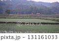 Serene Rural Landscape with Lush Green Rice Fields, Trees, Nature, and Agricultural Greenery 131161033