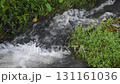 Small Stream Flowing Over Rocks Surrounded by Lush Green Vegetation and Beautiful Greenery 131161036