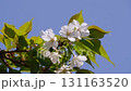 大島櫻花 131163520