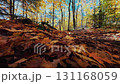 Beautiful Autumn foliage with stunning nature colors 131168059