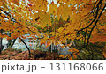 Beautiful Autumn foliage with stunning nature colors 131168066