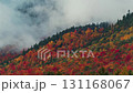 Beautiful Autumn foliage timelapsing with stunning nature colors from Adirondack upper New York State, USA 131168067