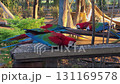 Red-and-green macaw (Ara chloropterus) South Pantanal, Mato Grosso do Sul. Brazil. Brazilian wildlife birdwatching. 131169578