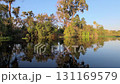 Lush green scenery of the Pantanal wetlands. Brazil. Brazilian nature and wilderness. 131169579