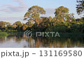Lush green scenery of the Pantanal wetlands. Brazil. Brazilian nature and wilderness. 131169580