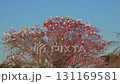 White herons contrasting with pink blossoms of a tree. Bonito, Mato Grosso do Sul, Brazil. Brazilian wildlife and birdwatching. 131169581