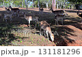 Group of Spotted Deer Feeding in a field Under a Tree. A cute spotted deer in natural a beauty outdoor setting.   131181296