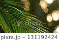 Palm Leaf Against Shimmering Light: Tropical Serenity Close-Up 131192424