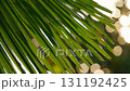 Palm Frond with Bokeh Lights in Sunny Tropical Garden 131192425