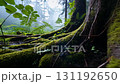 Close-up of a dew-kissed plant on a mossy forest floor in a mystical forest 131192650