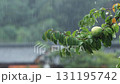 Rain and raindrops falling on apple tree leaves and fruit, rainy scenery and relaxing rain sound ASMR 131195742