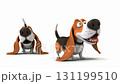 A joyful basset hound plays in a sunny park, wagging his tail with excitement. His happy demeanor captures the playful spirit of a warm afternoon among friends. 131199510