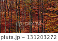 Bright autumn forest in sunny day 131203272