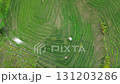 Aerial view of green rice terrace fields 131203286
