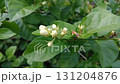 Delicate White Jasmine Buds Amidst Lush Green Leaves.  131204876