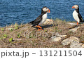 Newfoundland puffin with ocean in the background 131211504