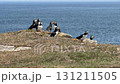 Atlantic puffins flying and flapping their wings 131211505