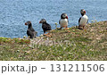 Atlantic puffin standing on a cliff in Newfoundland 131211506