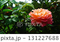 The blooming beautiful pink rose with green leaves on tree. 131227688