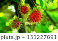 Ripe rambutan fruits hanging in a rambutan tree. 131227691