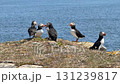 Atlantic puffins breeding on an island in Newfoundland 131239817