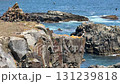 Atlantic puffin taking off from cliff 131239818