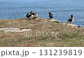 Puffin behavior during breeding season 131239819