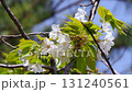 大島櫻花 131240561
