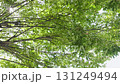 緑の葉からの木漏れ日 131249494