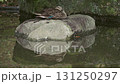 Duck sleeping on a stone 131250297