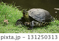 Turtle in the pond 131250313