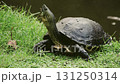 Turtle in the pond 131250314