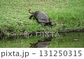 Turtle in the pond 131250315