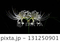 White Higanbana 131250901