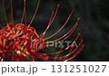 Red beetle 131251027