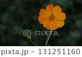 Cosmos flowers 131251160