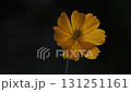 Cosmos flowers 131251161